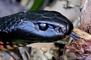 Red-bellied Black Snake (Pseudechis porphyriacus)